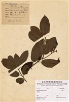 藏品(水社柳)的圖片